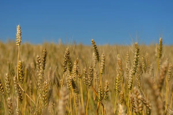 Wheat field with blue sky in background — Stock Photo, Image