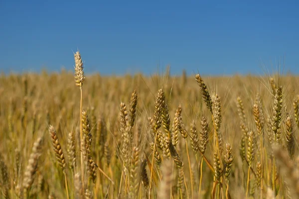 Пшеничне поле з блакитним небом на фоні — стокове фото