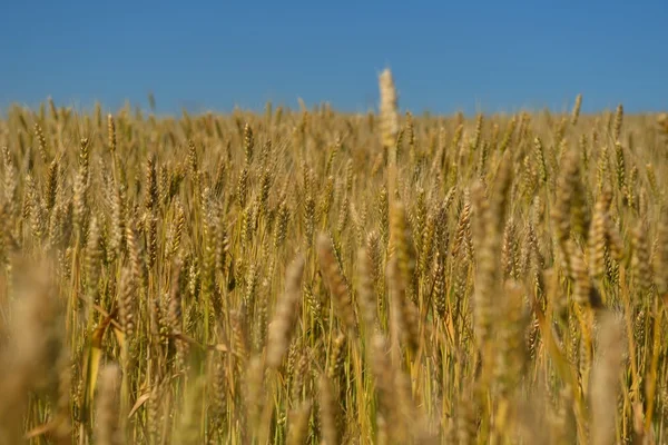 Vete fält med blå himmel i bakgrunden — Stockfoto