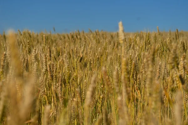 Wheat field with blue sky in background — Stock Photo, Image