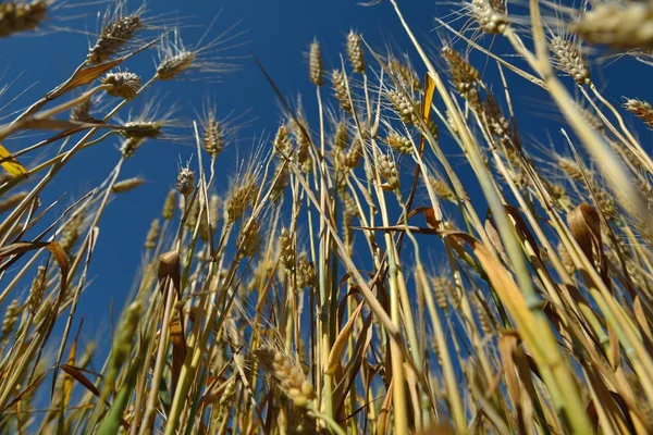 Campo de trigo com céu azul no fundo — Fotografia de Stock