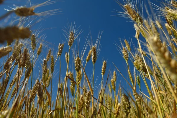 백그라운드에서 푸른 하늘 가진 밀밭 — 스톡 사진