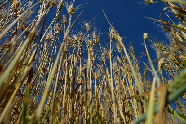 Weizenfeld mit blauem Himmel im Hintergrund — Stockfoto