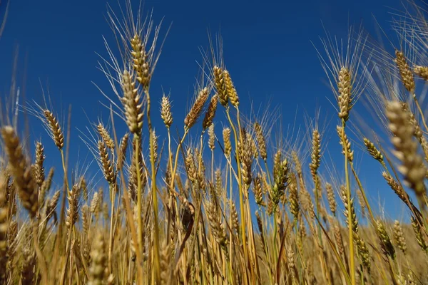 Weizenfeld mit blauem Himmel im Hintergrund — Stockfoto