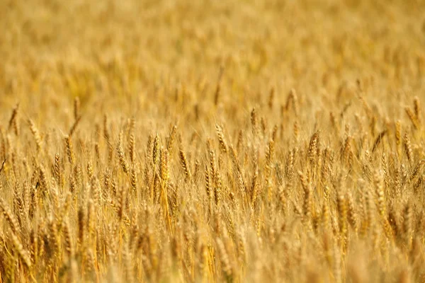 Campo de trigo con cielo azul en el fondo — Foto de Stock