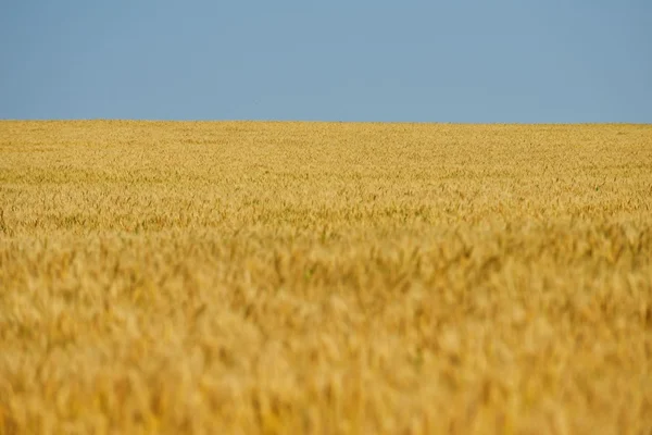 Campo de trigo com céu azul no fundo — Fotografia de Stock