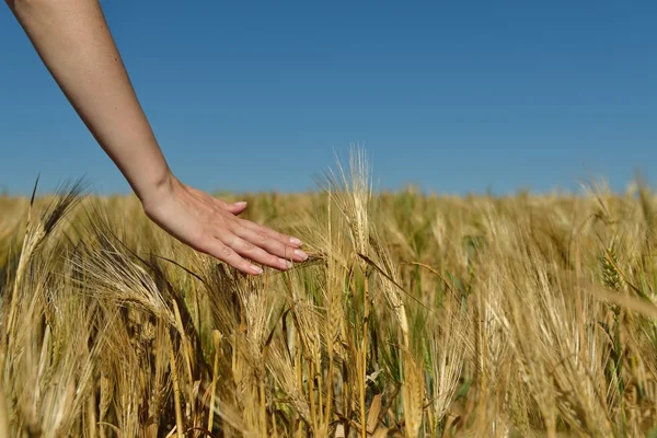 Main dans le champ de blé — Photo