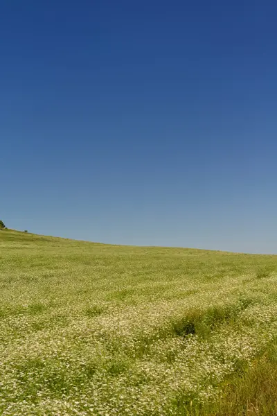 Pšeničné pole s modrou oblohou v pozadí — Stock fotografie