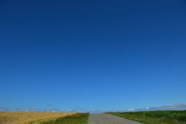 Búzamező, kék ég, a háttérben — Stock Fotó