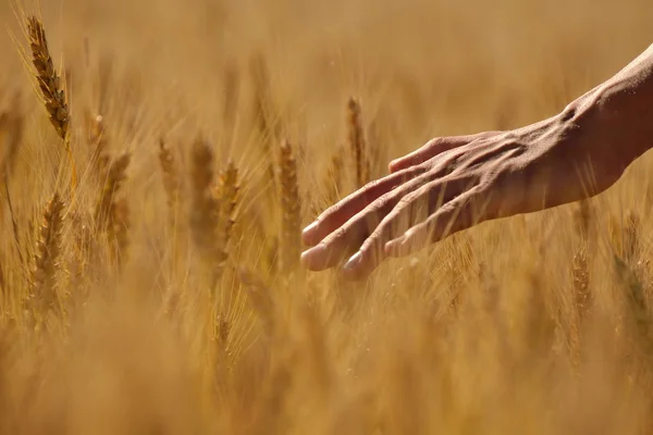 Mano en campo de trigo —  Fotos de Stock