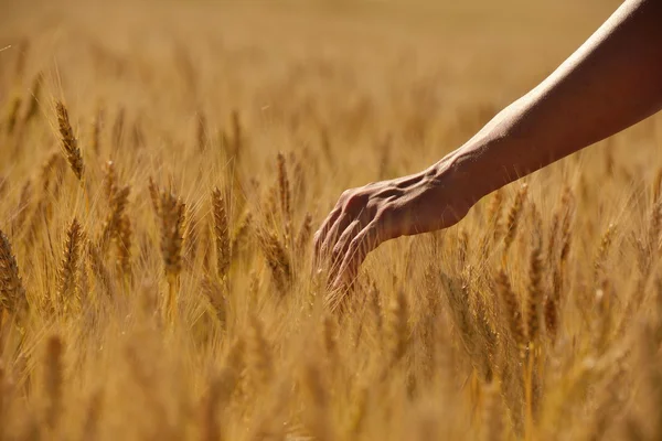 Mano nel campo di grano — Foto Stock