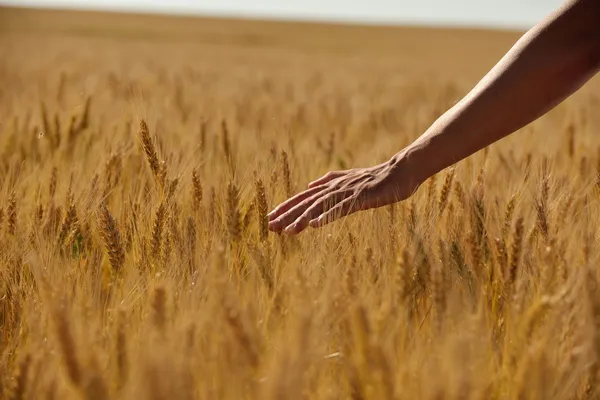 Рука в пшеничному полі — стокове фото