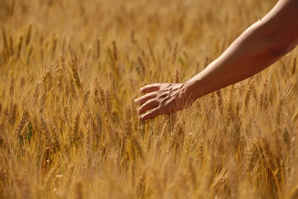 Mano en campo de trigo — Foto de Stock