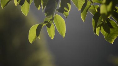 doğa çiçek arka plan