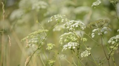 doğa çiçek arka plan