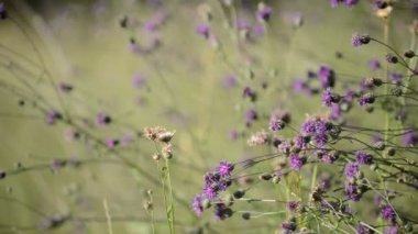 doğa çiçek arka plan