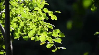 Güneş arkasında yeşil yaprakları ile orman