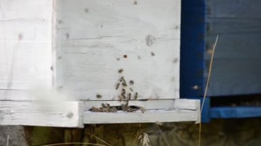 Bal arı işçi doğa tıp ve organik gıda üretim kavramı temsil eden ev
