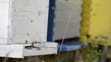 Bal arı işçi doğa tıp ve organik gıda üretim kavramı temsil eden ev