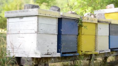 Bal arı işçi doğa tıp ve organik gıda üretim kavramı temsil eden ev