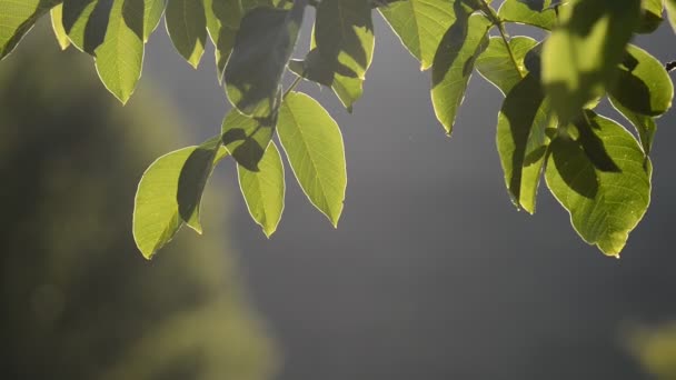 Flower background in nature — Stock Video