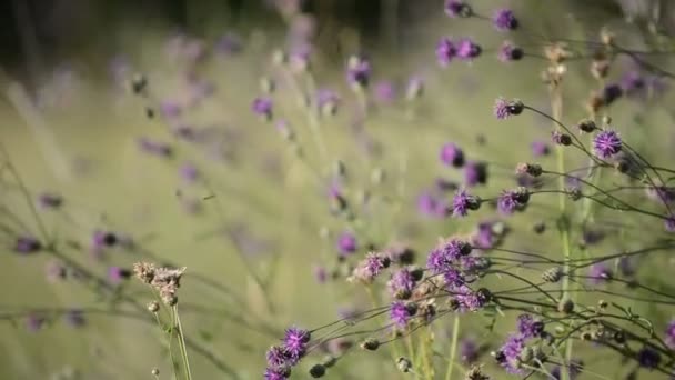 Fond de fleur dans la nature — Video