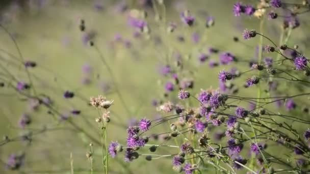 Fondo de flores en la naturaleza — Vídeo de stock