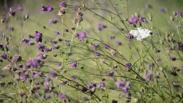 Blume Hintergrund in der Natur — Stockvideo