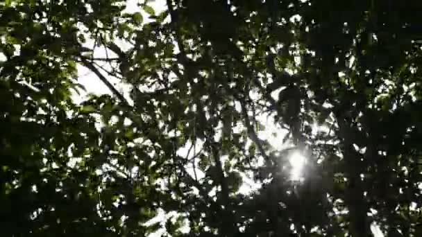 Floresta com sol atrás de folhas verdes — Vídeo de Stock