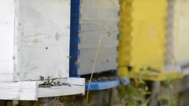 Miel de abeja trabajador hogar en la naturaleza que representa la medicina de la salud y el concepto de producción de alimentos orgánicos — Vídeos de Stock