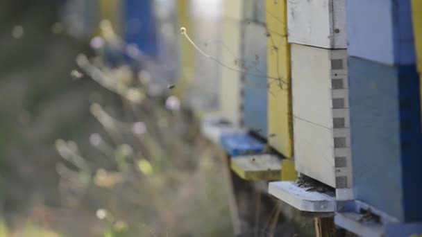 Miel de abeja trabajador hogar en la naturaleza que representa la medicina de la salud y el concepto de producción de alimentos orgánicos — Vídeos de Stock