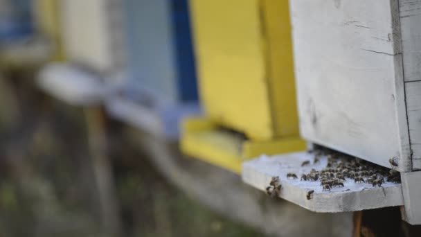 Honey bee pracovník domů v přírodě představující zdraví medicína a koncepce výroby biopotravin — Stock video
