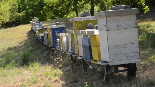 Honey bee pracovník domů v přírodě představující zdraví medicína a koncepce výroby biopotravin — Stock video