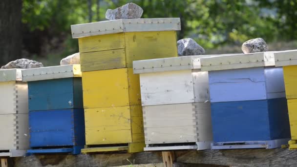 Honey bee arbetstagare hem i naturen representerar hälsa medicin och ekologiska livsmedel produktionskonceptet — Stockvideo