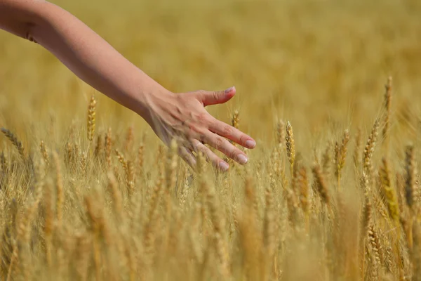 Hand in Hand im Weizenfeld — Stockfoto