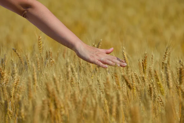 Hand in Hand im Weizenfeld — Stockfoto