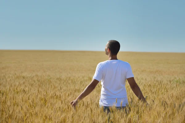 Hombre en campo de trigo —  Fotos de Stock