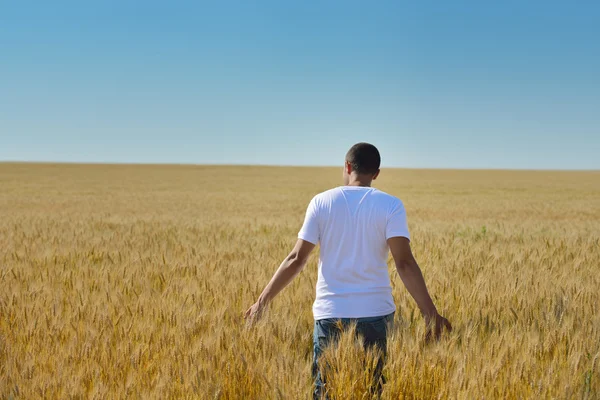 Hombre en campo de trigo —  Fotos de Stock