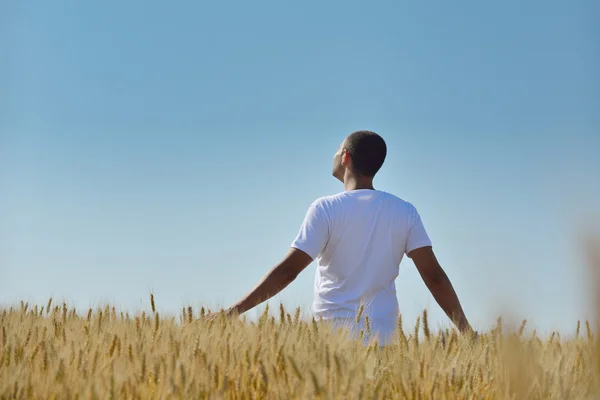 Man in wheat field — Stock Photo, Image