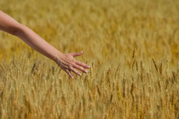 Mão no campo de trigo — Fotografia de Stock