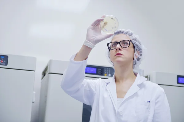 Cientistas que trabalham no laboratório — Fotografia de Stock