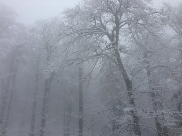 Winter tree snow background — Stock Photo, Image