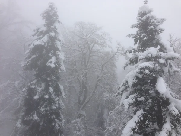 冬の木の雪の背景 — ストック写真