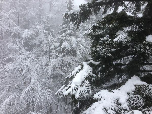 Invierno árbol nieve fondo —  Fotos de Stock