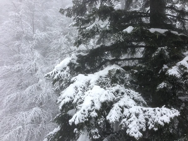 冬の木の雪の背景 — ストック写真