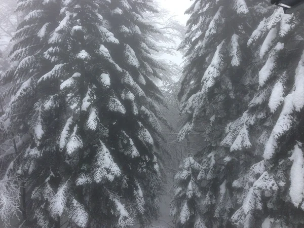 Invierno árbol nieve fondo —  Fotos de Stock