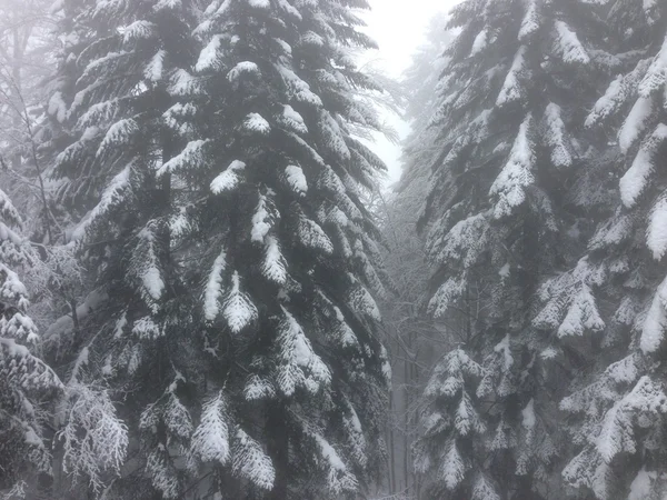 Invierno árbol nieve fondo —  Fotos de Stock