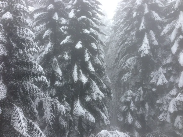 Invierno árbol nieve fondo —  Fotos de Stock