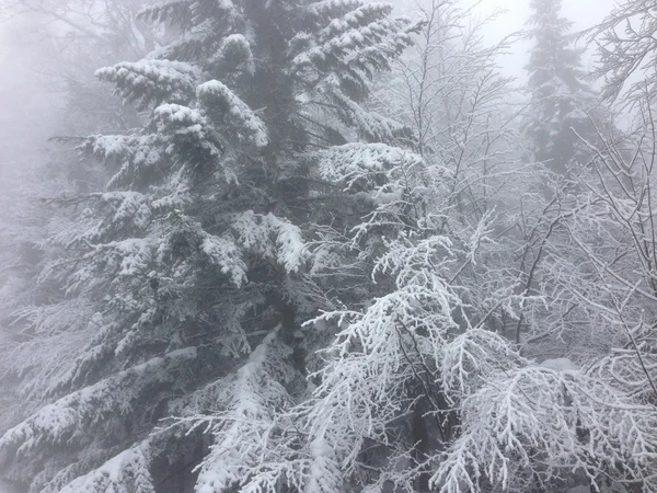 Invierno árbol nieve fondo —  Fotos de Stock