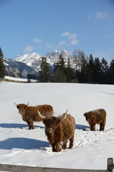 Koe dier op winter — Stockfoto